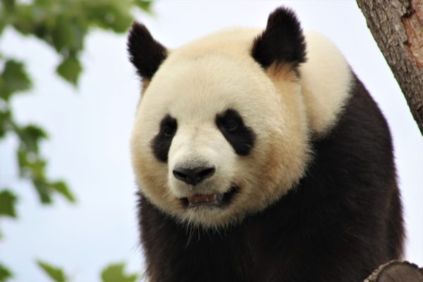 Pairi Daiza