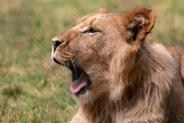 Wow Safari Thoiry