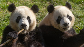 COMPLET - Pairi Daiza