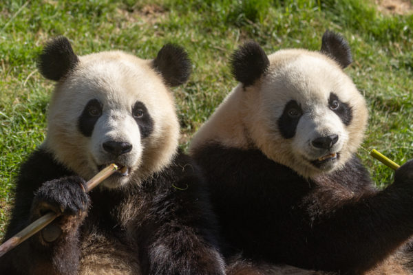 COMPLET - Pairi Daiza