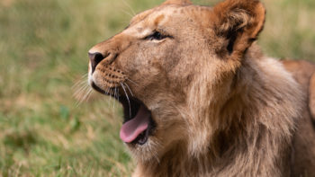 Zoo de Thoiry